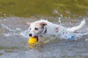 Парсон-рассел-терьер с мячом в воде Парсон-рассел-терьер играет с мячиком в воде
