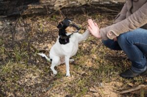 Парсон-рассел-терьер с хозяйкой Парсон-рассел-терьер на прогулке с хозяйкой