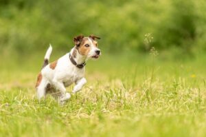 Парсон-рассел-терьер жесткошерстный: фото Фото жесткошёрстного парсон-рассел-терьера