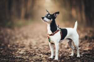 Порода парсон-рассел-терьер Порода собаки парсон-рассел-терьер