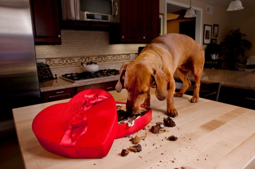 Почему нельзя давать шоколад собакам