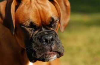 Почему собака чихает?