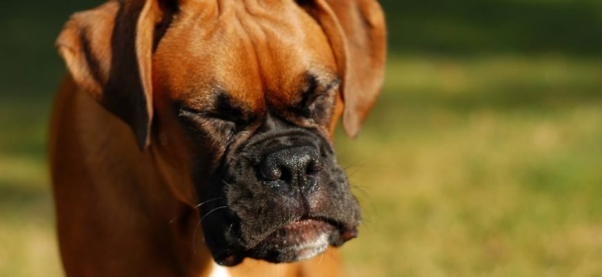 Почему собака чихает?