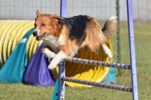Английская овчарка в прыжке через барьер