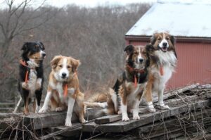 Красивое фото английских овчарок