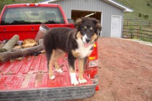 Фотография английской овчарки