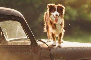 Английская овчарка: фото на старом Шевроле