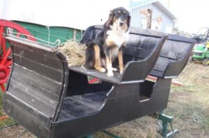 Из жизни английской овчарки в США