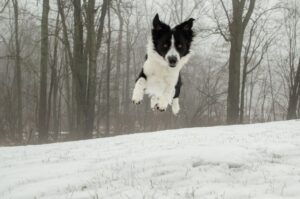 Английская овчарка: фото в прыжке