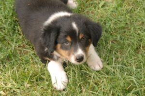 Английская овчарка щенок