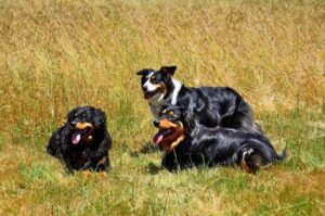 Три английские овчарки