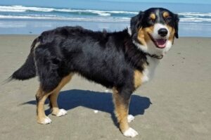 Английская овчарка на берегу океана