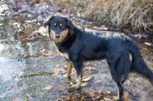 Порода собак английская овчарка