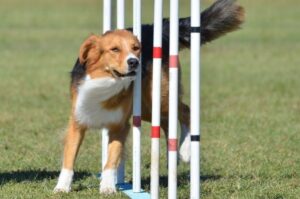 Английская овчарка: порода собак США