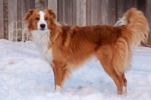 Порода английская пастушья овчарка