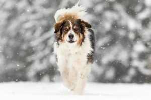 Английская овчарка: зимнее фото