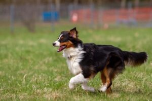 Собака овчарка английская