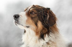 Английская овчарка – фото