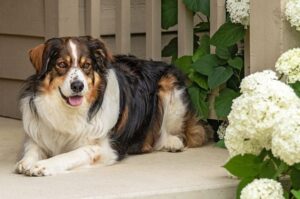 Порода английская овчарка: красивое фото