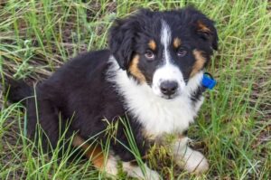 Фото щенка английской овчарки