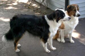 Английские овчарки: фото