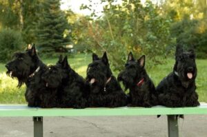 Фото шотландских терьеров