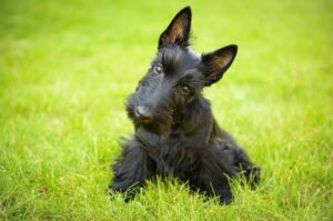 Шотландский терьер: фото