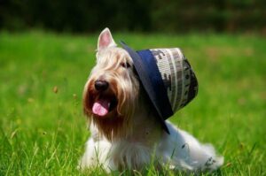 Скотч-терьер позирует на фото