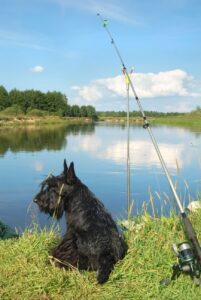 Скотч-терьер с хозяином на рыбалке