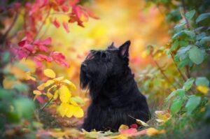 Фото скотч-терьера