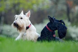 Шотландские терьеры