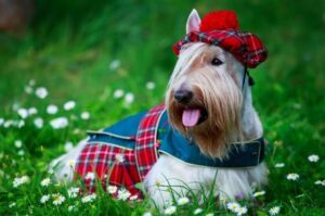 Скотч-терьер в национальном комбинезоне