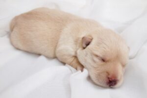 Новорожденный щенок скотч-терьера