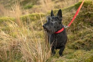 Шотландский скотч-терьер