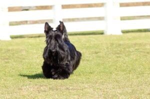 Бегущий скотч-терьер