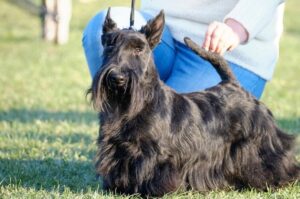 Скотч-терьер на выставке