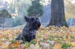 Скотч-терьер в осеннем лесу