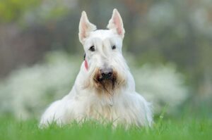 Шотландский терьер белого окраса
