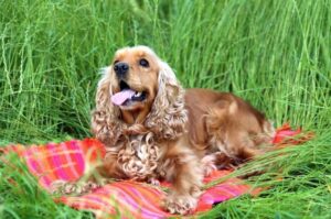 Английский кокер-спаниель отдыхает на траве
