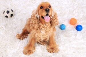 Английский кокер-спаниель с мячами