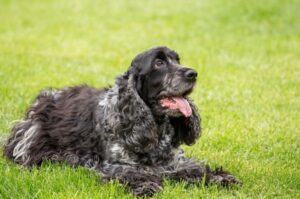 Английский кокер-спаниель: фото