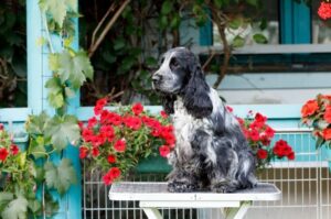 Фото английского кокер-спаниеля