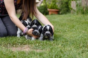 Щенки английского кокер-спаниеля