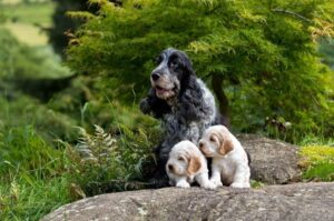 Английский кокер-спаниель с двумя щенками