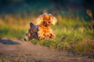 Английский кокер-спаниель: фото в прыжке