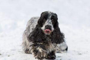 Английский кокер-спаниель: зимнее фото