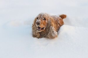 Английский кокер-спаниель лежит в снегу