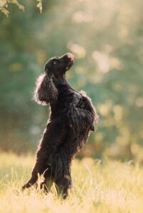 Английский кокер-спаниель стоит на задних лапах