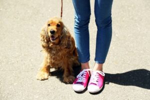 Английский кокер-спаниель гуляет с хозяйкой