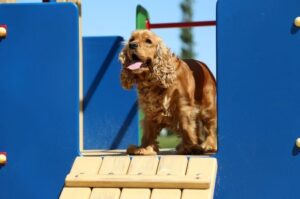 Порода английский кокер-спаниель